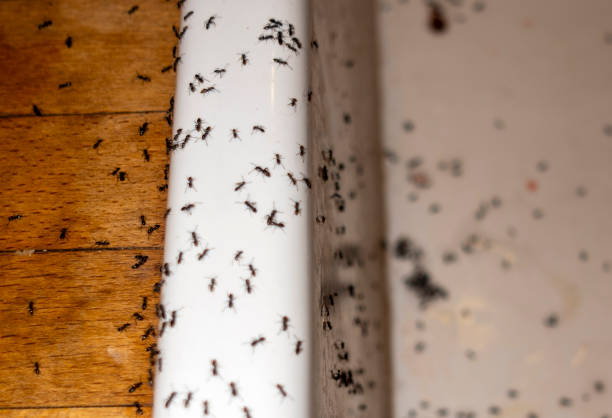 Insect Control in Goulds, FL
